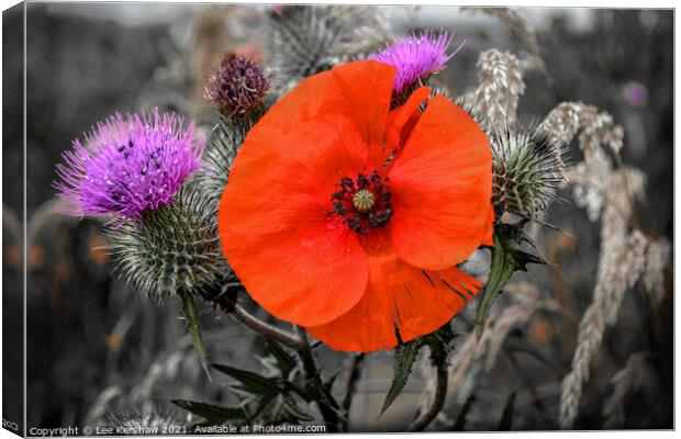 A poppy amongst the thistles Canvas Print by Lee Kershaw