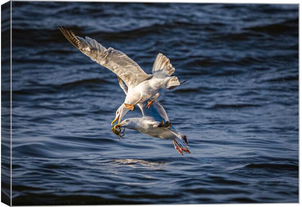 seagulls fighting over a crab in flight  Canvas Print by Mark Deans