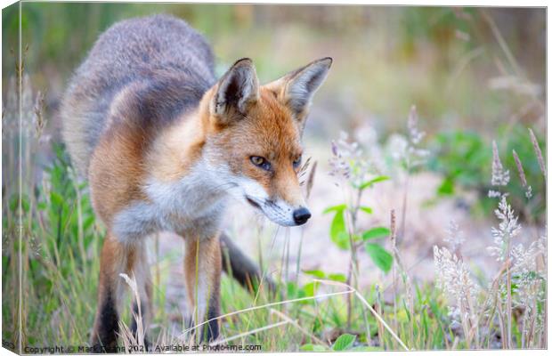 A fox standing in the grass Canvas Print by Mark Deans