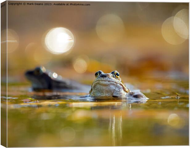 frog  Canvas Print by Mark Deans