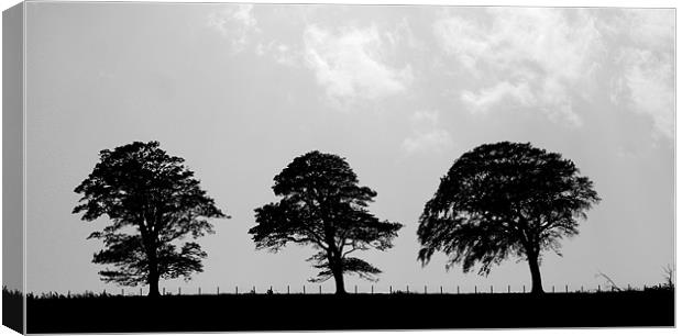 3 trees Canvas Print by john maclean