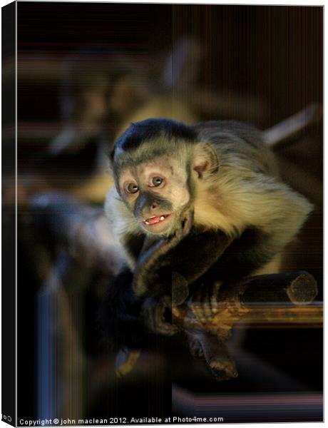 monkey Canvas Print by john maclean