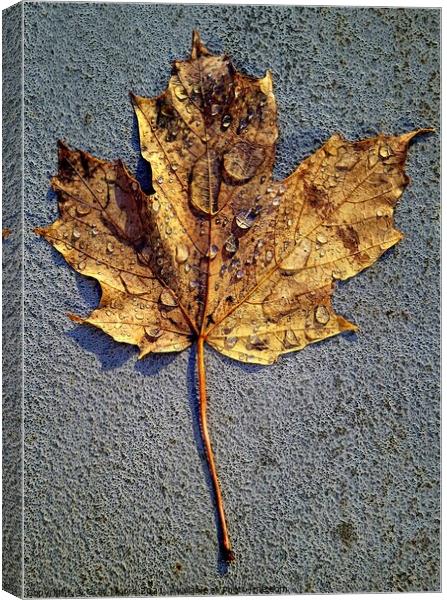 Maple leave after the rain Canvas Print by Gray Moore