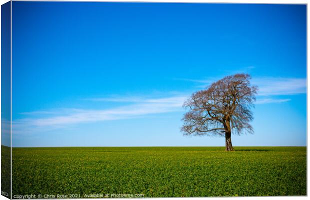 One tree on the horizon landscape Canvas Print by Chris Rose