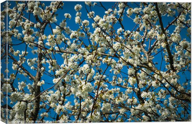 White spring pear blossom Canvas Print by Chris Rose