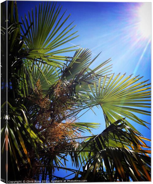 Blazing sun, blue sky, palm tree leaves Canvas Print by Chris Rose