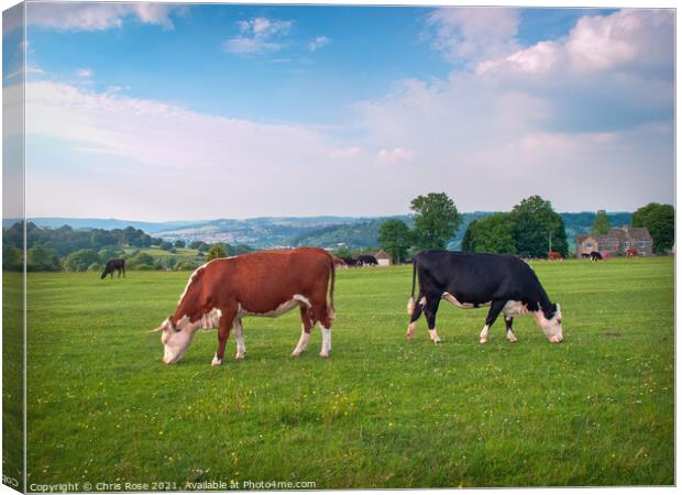 Livestock on Minchinhampton Common in the Cotswold Canvas Print by Chris Rose