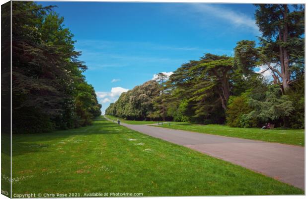 Cirencester Park,  Broad Avenue Canvas Print by Chris Rose