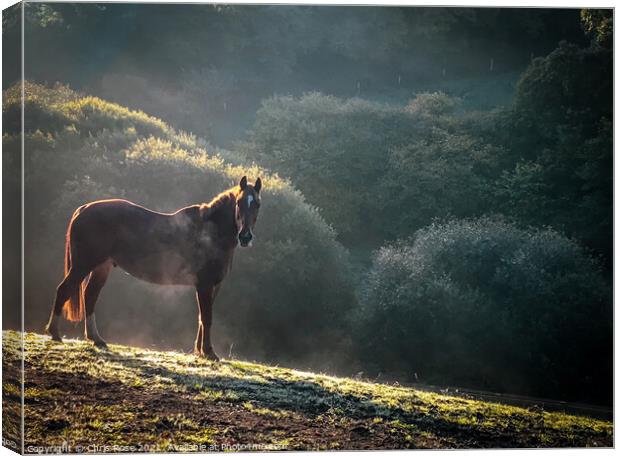 A horse  on a frosty morning Canvas Print by Chris Rose