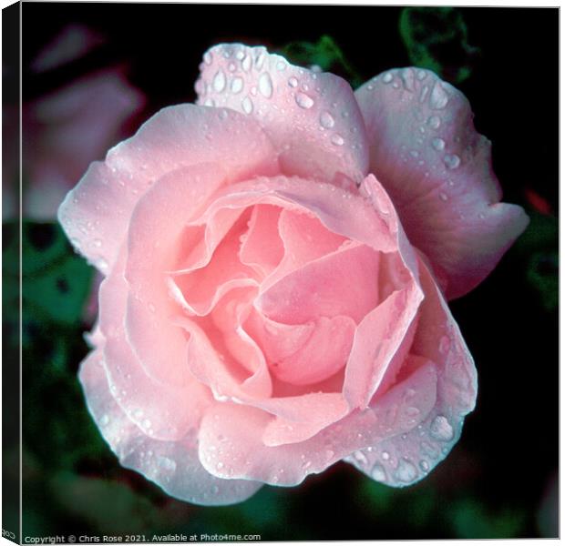 Pink Rose Canvas Print by Chris Rose