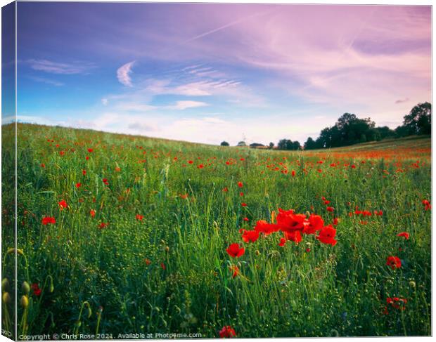 Poppy field Canvas Print by Chris Rose