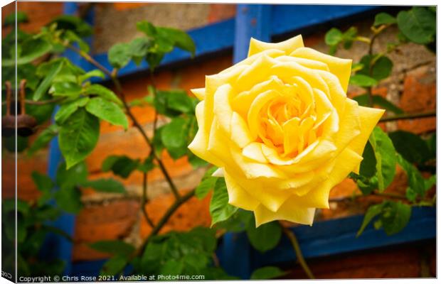 Yellow rose Canvas Print by Chris Rose