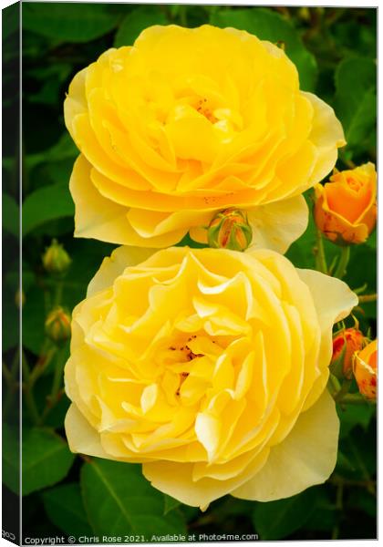 Two yellow roses Canvas Print by Chris Rose