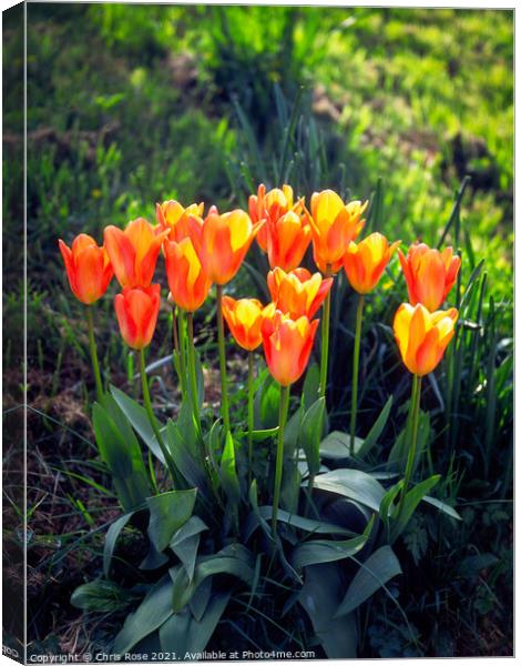 Tulips, Orange and yellow  Canvas Print by Chris Rose