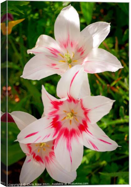 Lily flowers Canvas Print by Chris Rose
