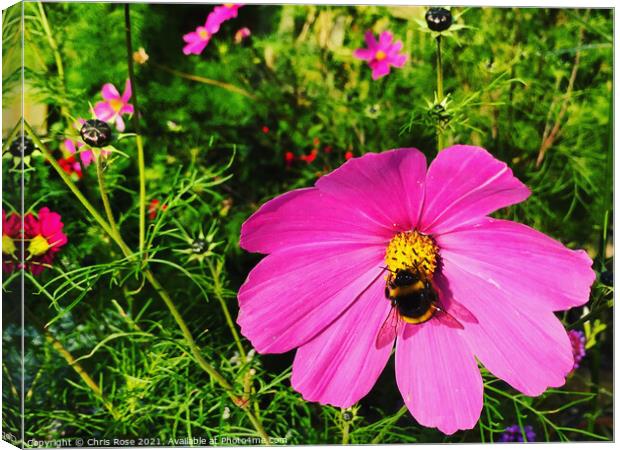 Pink Cosmos Canvas Print by Chris Rose