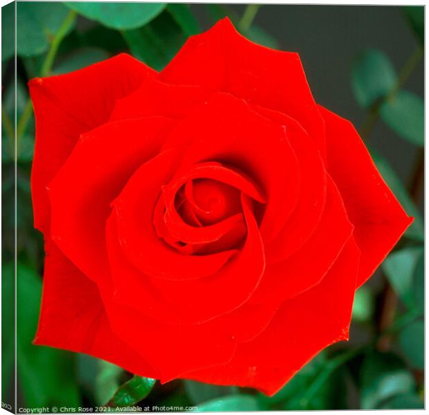 Red Rose Canvas Print by Chris Rose