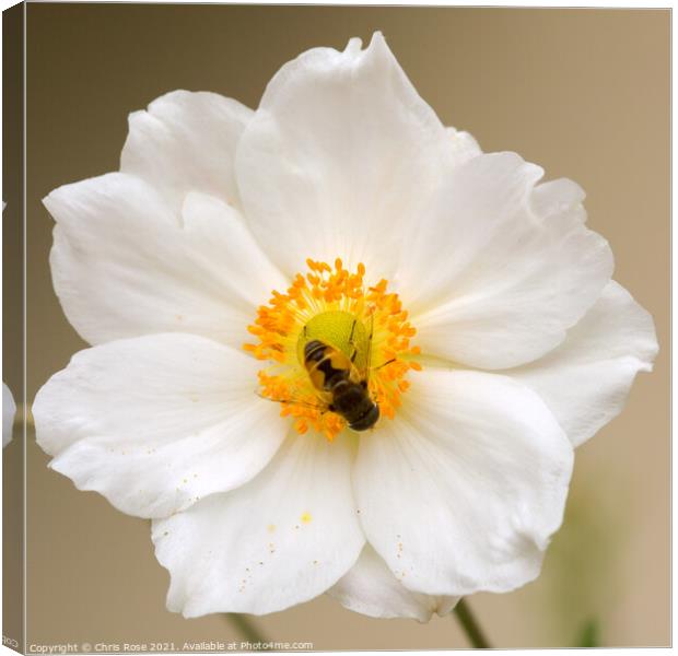 Japanese Anenome Canvas Print by Chris Rose