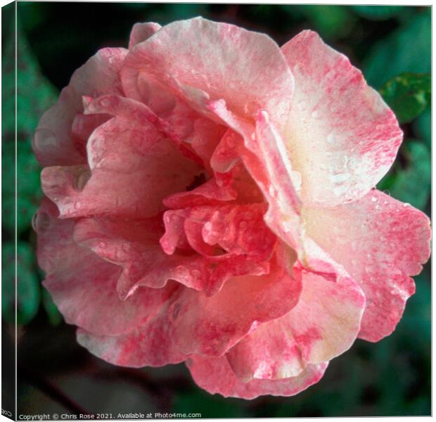 Pink rose Canvas Print by Chris Rose