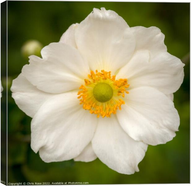 Japanese Anenome Canvas Print by Chris Rose