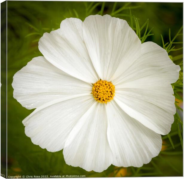 Cosmos flower Canvas Print by Chris Rose