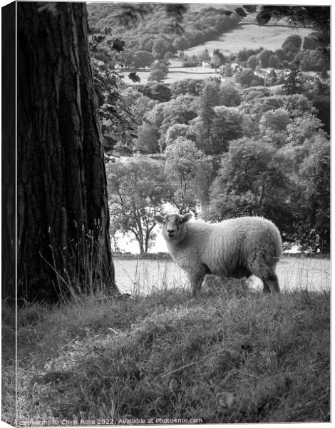 Lake District sheep posing for the camera Canvas Print by Chris Rose