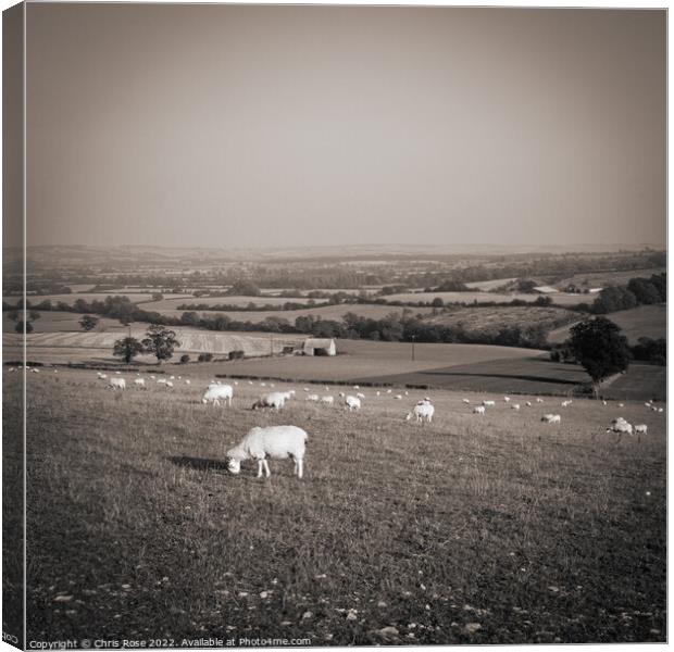 Sheep in the Cotswold landscape Canvas Print by Chris Rose