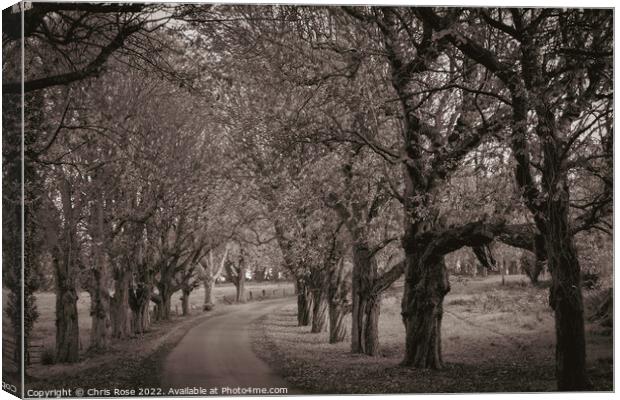 Cotswolds-autumn lane Canvas Print by Chris Rose