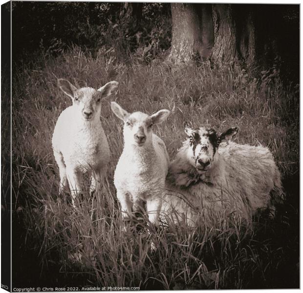 Lake District  sheep,. A ewe and two lambs in long Canvas Print by Chris Rose