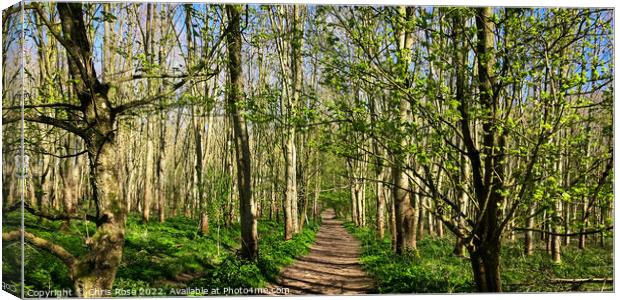 A footpath through open sunlit spring woodland Canvas Print by Chris Rose