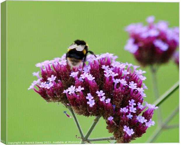 Busy busy Canvas Print by Patrick Davey