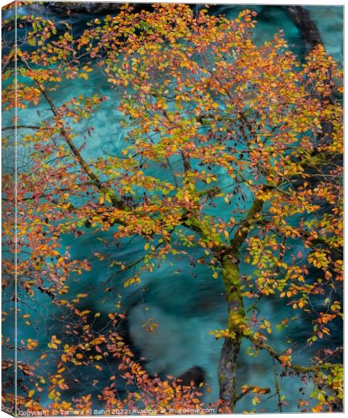 Autumn Leaves in Vintgar Gorge Canvas Print by Tamara Al Bahri