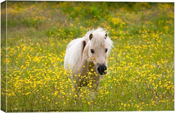 Hiding in the buttercups Canvas Print by Angela Lee