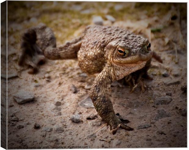 Toad in the road Canvas Print by Angela Lee