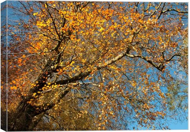 The colour of Autumn Canvas Print by Angela Lee