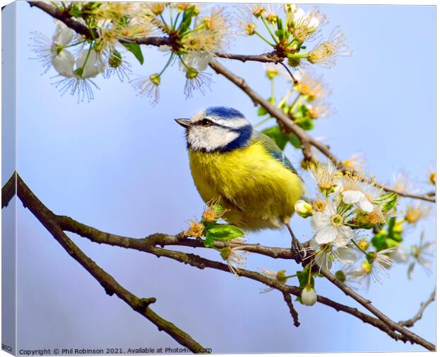 Blue Tit in Spring Canvas Print by Phil Robinson