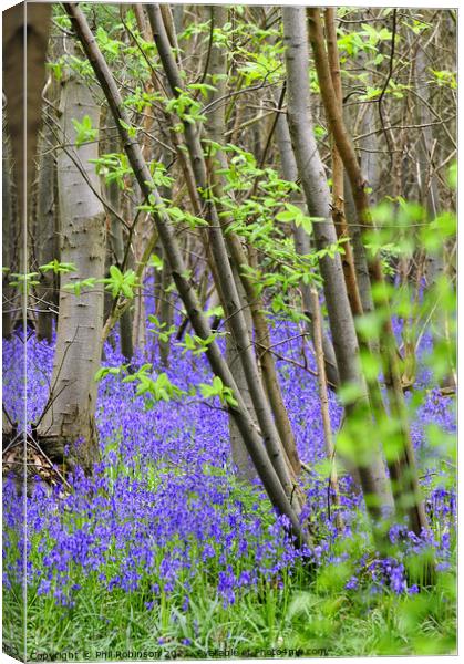 Bluebell Wood Canvas Print by Phil Robinson