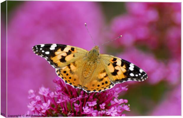 Painted Lady Butterfly Canvas Print by Phil Robinson