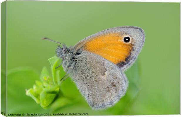 Small Heath Butterfly Canvas Print by Phil Robinson