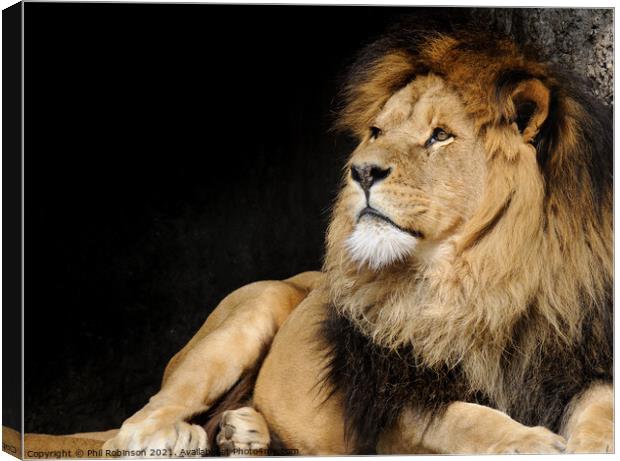 Lion, Amsterdam Zoo Canvas Print by Phil Robinson