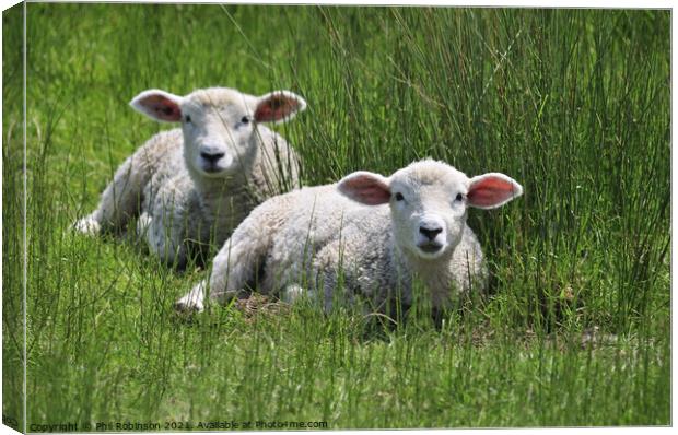 Lambs Canvas Print by Phil Robinson