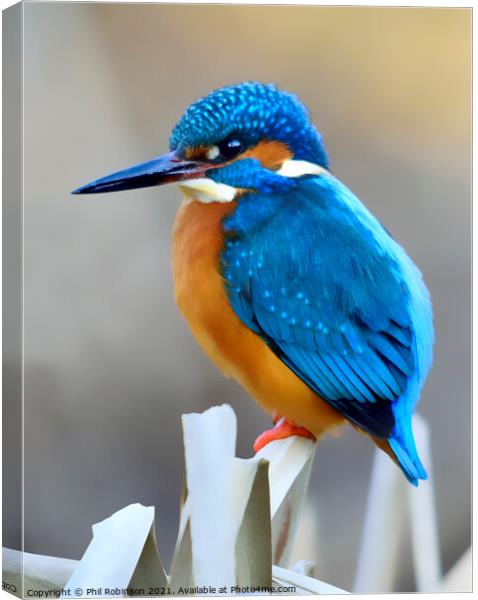 Kingfisher 4 Canvas Print by Phil Robinson
