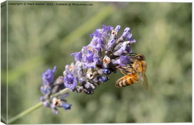Honey Bee on Lavender Canvas Print by Mark Rosher