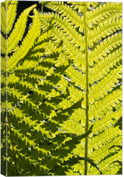 Sunlight Casts Shadows on Fern Leaves Canvas Print by Mark Rosher