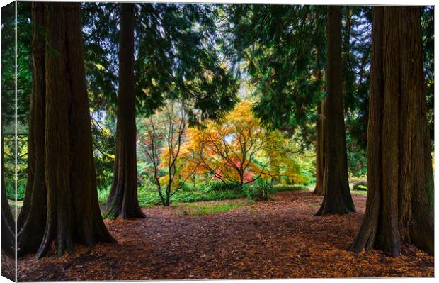 Autumn Acer Framed by Pine Trees Canvas Print by Mark Rosher