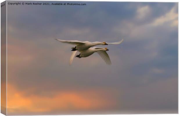 Mid-Flight Conversation Canvas Print by Mark Rosher