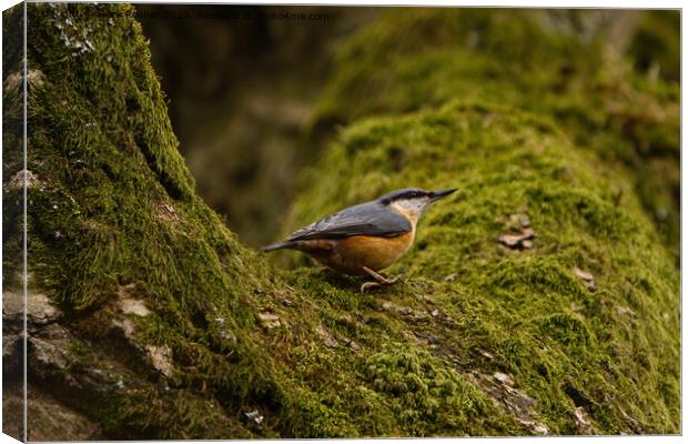 Nuthatch on Mossy Branch Canvas Print by Mark Rosher