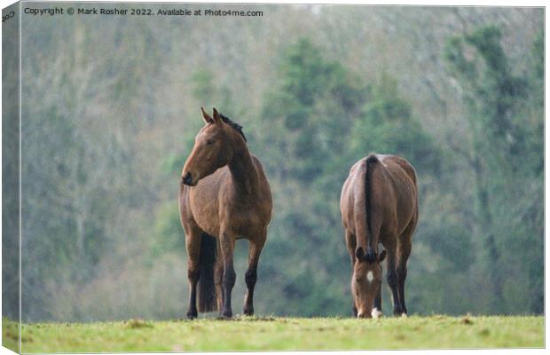 Ponies in the Rain Canvas Print by Mark Rosher