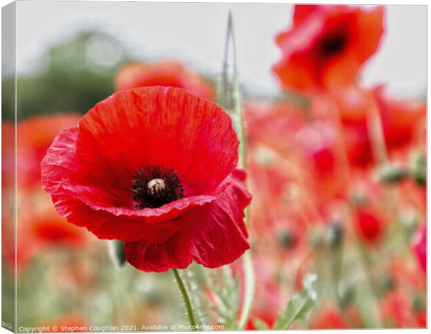 Poppies at the Poppy Farm Canvas Print by Stephen Coughlan