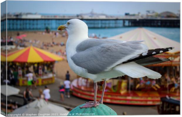 Seagull at Brighton Canvas Print by Stephen Coughlan